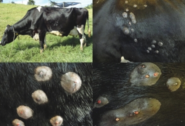 El nuche puede generar pérdidas de hasta $172.246 en ganaderías de carne. Foto: scielo.org.co Ganadería, ganadería colombia, noticias ganaderas, noticias ganaderas colombia, CONtexto ganadero, nuche, nuche en los bovinos, nuche en el ganado bovino, nuche en colombia, importancia del nuche, que es el nuche, cual es el ciclo de vida del nuche, como se reproduce el nuche, afectaciones del nuche en los bovinos, perdidas económicas por nuche, control de nuche, pérdida ganadería leche por nuche, pérdida ganadería carne por nuche