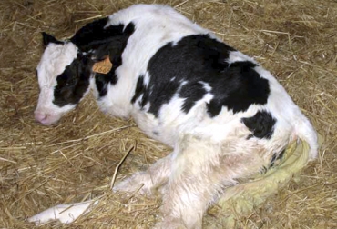 Diversos estudios en Colombia y otros países advierten que los terneros recién nacidos son los más susceptibles al Cryptosporidium. Foto: axonveterinaria.net cryptosporidium en terneros, diarrea por cryptosporidium en bovinos, cryptosporidium bovis, cryptosporidium parvum, cryptosporidium tratamiento, cryptosporidium en ganado bovino, cryptosporidium spp, lactato de halofuginona, coccidiosis bovina, ganado bovino, ganadería bovina, Ganadería, ganadería colombia, noticias ganaderas, noticias ganaderas colombia, CONtexto ganadero, contextoganadero