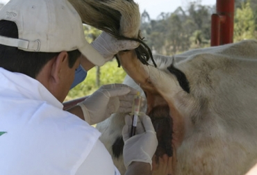El experto asegura que la desinformación acerca del diagnóstico de brucelosis ha generado temor y preocupación entre los ganaderos. Foto: ica.gov.co Ganadería, ganadería colombia, noticias ganaderas, noticias ganaderas colombia, CONtexto ganadero, Brucelosis, Brucelosis Bovina, brucelosis bovina en Colombia, normatividad brucelosis bovina en colombia, dudas de brucelosis bovina, resultados pruebas de brucelosis bovina, diagnóstico de brucelosis bovina, efectos brucelosis bovina