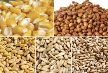 Foto: infopork.com - agromiller.com - pixabay.com - sooluciona.com - harinaslafuensanta.com Granos, granos ganado bovino, maíz, sorgo, trigo, avena, cebada,grano seco ganadería, grano húmedo ganadería, tipos de grano seco para ganadería, tipos de grano húmedo para ganadería, valor nutricional grano ganadería, granos ganadería, nutrición bovina, alimento para el ganado, grano vacas, alternativas de dietas para vacas lecheras, ganado bovino, ganadería bovina, Ganadería, ganadería colombia, noticias ganaderas, noticias ganaderas colombia, CONtexto ganadero, contextoganadero