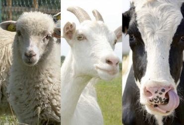 Las especies bovina, ovina y caprina pueden sufrir de enterotoxemias causadas por Clostridium perfringens. Foto: lacteoslatam.com Enterotoxemia en rumiantes, enterotoxemia en bovinos, enterotoxemia bovina, enfermedades del ganado, enfermedades bovinas, enfermedades clostridiales, intestinos del ganado, muerte subita bovinos, tipos de enterotoxemia, enterotoxemia en animales, toxinas animales, toxinas ganado, ganado bovino, ganadería bovina, Ganadería, ganadería colombia, noticias ganaderas, noticias ganaderas colombia, CONtexto ganadero, contextoganadero