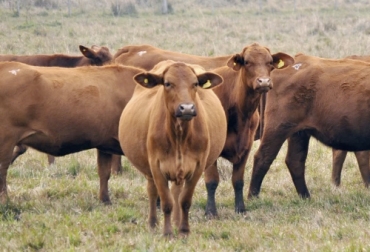 Los factores que inciden en la pérdida de gestación en el segundo mes de preñez incluyen mastitis, infecciones o incluso el toro inseminador. Foto: diarioveterinario.com Pérdidas gestación en el segundo mes de preñez, factores pérdida gestación segundo mes, gestación bovinos, gestación vacunos, gestación vacas, tabla de gestacion de vacas, etapas de gestacion en vacas, cuantos partos puede tener una vaca, desarrollo fetal bovino mes a mes, fases de la gestacion en bovinos, sintomas de una vaca preñada, cada cuanto pare una vaca, pérdidas, gestación, ganado bovino, ganadería bovina, Ganadería, ganadería colombia, noticias ganaderas, noticias ganaderas colombia, CONtexto gana