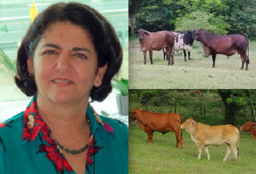 “Para mantener este esquema genético he manejado 7 razas Cebú x criollo x europeo”, sostuvo Luz Mercedes Botero. Foto: Cortesía. Cómo conservar 50 % Bos indicus y 50 % Bos taurus en trópico bajo, Zootecnistas y ganaderos, esquema genético, cruces, razas europeas especializadas, europeas naturalizadas, criollos, doble propósito, machos con musculatura, Cebú vaca, Romosinuano, Costeño con Cuernos, Guzerat, software ganadero, índices óptimos, no suplementación, pasto Colosuana, sistema silvopastoril natural, noticias de ganadería colombiana, CONtexto ganadero.