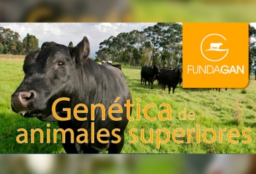 “El acopio y distribución de pajillas tiene como objetivo elevar los indicadores productivos de los ganaderos”, sostuvo Nataly Delgado. Foto: Cortesía. Fundagán ha entregado en una década 50.000 pajillas a los ganaderos, Genética para todos, acopio de pajillas, mejores razas bovinas, genealogía, Banco de Material Seminal, comercialización, 10 años de actividades, calidad de vida, elevar indicadores, competitividad, valor más simbólico, propósito social, ejemplares sobresalientes, donación de asociaciones, conservación, tanques criogénicos, noticias de ganadería colombiana, CONtexto ganadero.
