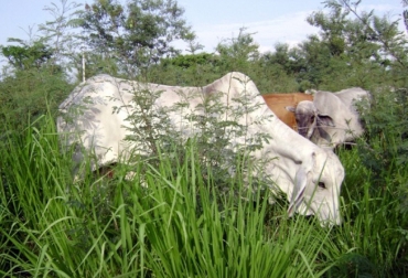 El propósito es reducir la cantidad de agua usada en la producción tanto de carne como de leche. Foto: Gobernación de Antioquia. ganadería, ganadería colombia, noticias ganaderas, noticias ganaderas colombia, contexto ganadero, sistemas silvopastoriles, sistemas silvpastoriles en antioquia, uso de sistemas silvopastoriles en antioquia, ganaderos de antioquia, producción de carne y leche en antioquia, gobernación de antioquia,