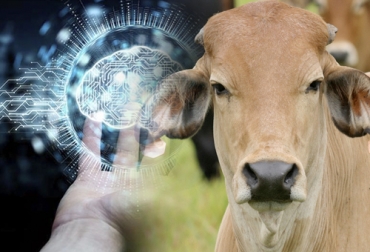 Tras realizar una exhaustiva revisión bibliográfica, los autores del trabajo concluyeron que todavía no hay investigación suficiente en inteligencia artificial y machine learning para ganadería de ceba y levante. Foto: lavanguardia.com - Fedegán Machine Learning, machine learning ganadería, machine learning ganadería 2020, qué es el machine learning, machine learning en la agroindustria, machine learning para el campo, machine learning agricultura, Agro 4.0, Industria 4.0, industria 4.0 ganadería, industria 4.0 lechería, ganaderos industria, ganaderos industria 4.0, inteligencia artificial en ganadería, avances tecnología ganadería, Ganadería, ganadería colombia, noticias ganaderas, noticias ganaderas colombia, CONtexto ganadero, contextoganadero