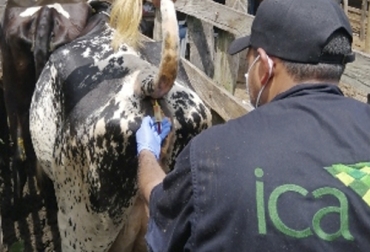 El ICA dio a conocer una nueva normatividad sobre la tuberculosis bovina orientada a la prevención y control de la enfermedad. Foto: ica.gov.co Brucelosis, ICA, resolución, predios libres, certificación, vacunación, prevención, control, enfermedad, terneras, muestreo, resultados, laboratorio, registro sanitario, Ganadería, ganadería colombia, noticias ganaderas colombia, CONtexto ganadero