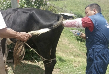 Con la aplicación de tecnologías de reproducción, el porcentaje de concepciones en vacas lecheras ha crecido de 30 a 50 %. Foto: agricultura.gob.ec reproducción de la vaca, ciclo productivo de la vaca lechera, tipo de reproduccion de la vaca wikipedia, como se llama la reproduccion de la vaca, reproduccion del ganado bovino, frases de ganaderos, reproduccion en bovinos, tecnicas de reproduccion en bovinos, ganado bovino, ganadería bovina, Ganadería, ganadería colombia, noticias ganaderas, noticias ganaderas colombia, CONtexto ganadero, contextoganadero