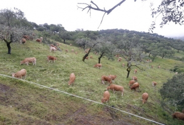 En los Llanos Orientales se está impulsando el retorno al majadeo, una técnica de producción y manejo del ganado que ofrece buenos resultados económicos. Foto: manejoholistico.net majadeo, Bienestar Animal, Medio Ambiente, pastoreo, vaquero, pastor, Ganadería regenerativa, suplementación, pamcoger, estiércol, fertilizante, suelos, pasturas, manada, bovinos, Ganadería, ganadería colombia, noticias ganaderas colombia, CONtexto ganadero