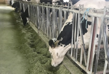 De acuerdo al experto,debe existir un engranaje entre la parte humana y el manejo que se da dentro de la finca. Foto: agroecologia.net Ganadería, ganadería colombia, noticias ganaderas, noticias ganaderas colombia, CONtexto ganadero, Ganadería regenerativa, manejo holítico, plan sanitario manejo holístico, principios del manejo holístico en ganadería, plan sanitario en las fincas, control de garrapatas en las fincas