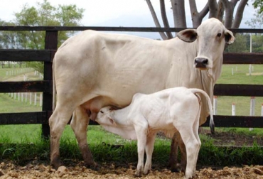 Acorde con el experto, el primer paso para iniciar con un programa de mejoramiento genético es tener la información suficiente para la toma de decisiones. Foto: geneticaanimal.co Ganadería, ganadería colombia, noticias ganaderas, noticias ganaderas colombia, CONtexto ganadero, mejoramiento genético, programa mejoramiento genetico, mejoramiento genético pequeños productores, información, selección animales mejoramiento genético, recolección de información en fincas, recolección de datos en fincas