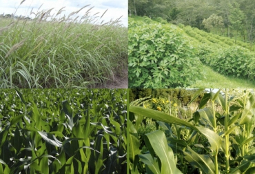 El experto manifiesta que no se pueden mezcla forrajes sin tener en cuenta la palatabilidad de estos. Foto: infopastosyforrajes.com Ganadería, ganadería colombia, noticias ganaderas, noticias ganaderas colombia, CONtexto ganadero, establecimiento de pasturas, mezcla de forrajes, diversificación de forrajes, forrajes para el ganado, pasturas para el ganado, no mezclar forrajes, análisis de suelo en las fincas, requerimiento de la tierra