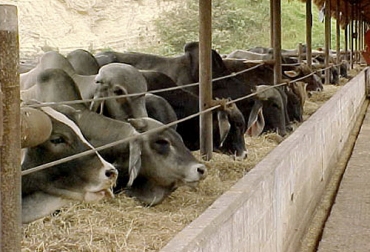 Los requerimientos nutricionales más importantes en ganado de ceba corresponden al consumo de materia seca, proteína, energía metabolizable, energía de mantenimiento y producción. Foto: engormix.com Requerimientos nutricionales, nutrición animal, bovinos, requerimientos nutricionales en bovinos de ceba, sistema de ceba, ceba, ganadería de ceba, bovinos de ceba, machos de ceba, hembras, cebar ganado, ceba de ganado, cuáles son los requerimientos para la ceba de ganado, requerimientos nutricionales de bovinos y pastoreo, requerimientos nutricionales novillos, ganado bovino, ganadería bovina, Ganadería, ganadería colombia, noticias ganaderas, noticias ganaderas colombia, CONtexto ganadero, contextoganader