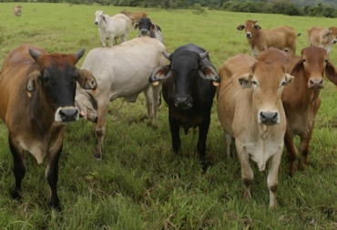 El experto ejemplifica que los campesinos del país catalogan la raza Pardo Suiza como unos ganados todoterreno. Foto: Fedegán Ganadería, ganadería colombia, noticias ganaderas, noticias ganaderas colombia, CONtexto ganadero, pardo suizo, pardo suizo en Colombia, raza Pardo Suizo, bondades raza pardo suizo, rentabilidad raza pardo suizo, raza pardo suizo lechera