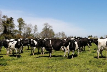 La frecuencia o intervalo entre pastoreos e intensidad del pastoreo son las dos principales herramientas para optimizar el manejo del pastoreo. Foto: INIA. Ganadería, ganadería colombia, noticias ganaderas, noticias ganaderas colombia, CONtexto ganadero, nitrógeno, fijar nitrógeno, ventajas de fijar nitrógeno pastoreo y nitrógeno, nitrógeno en ganadería