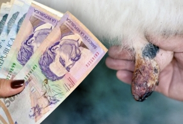 El experto asegura que para evitar inversión de dinero en tratamientos, el productor debe invertir en prevención de estomatitis. Foto: elheraldo.co - perulactea.com Ganadería, ganadería colombia, noticias ganaderas, noticias ganaderas colombia, CONtexto ganadero, estomatitis, Estomatitis vesicular, estomatitis vesicular bovina, pérdidas económicas por estomatitis vesicular bovina, afectaciones estomatitis vesicular bovina