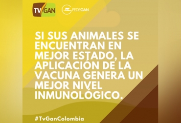 Desparasitar el ganado y darle vitaminas, forma para de la preparación que deben tener los animales para el segundo ciclo de vacunación contra la aftosa. Foto: TVGAN vacunación, aftosa, Brucelosis, TVGAN, vitaminzar, desparasitar, condiciones de salud, Producción, carne, leche, estado nutricional, productividad, ganancia de peso, Ganadería, ganadería colombia, noticias ganaderas colombia, CONtexto ganadero