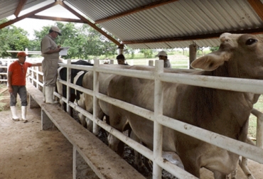 Una de las preguntas que debe hacerse el productor es saber si podrá tener liquidez en el tiempo. Foto: ganaderia.com Ganadería, ganadería colombia, noticias ganaderas, noticias ganaderas colombia, CONtexto ganadero, empresa ganadera, qué es una empresa ganadera, cómo manejar una empresa ganadera, proceso administrativo de una empresa ganadera, herramientas de una empresa ganadera, administración en ganadería, ganaderos colombia