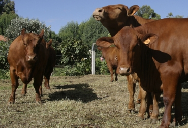De acuerdo con el profesor en ciencia de la leche, la razón por la cual hay resultados distintos a pesar de usar el mismo programa reproductivo se debe a la diferencia en la condición corporal del ganado. Foto: Fedegán tecnicas de reproduccion en bovinos, metodos de reproduccion en bovinos, reproducción de la vaca, reproduccion del ganado bovino, ciclo productivo de la vaca lechera, tipo de reproduccion de la vaca wikipedia, como se llama la reproduccion de la vaca, frases de ganaderos, reproduccion en bovinos, ganado bovino, ganadería bovina, Ganadería, ganadería colombia, noticias ganaderas, noticias ganaderas colombia, CONtexto ganadero, contextoganadero