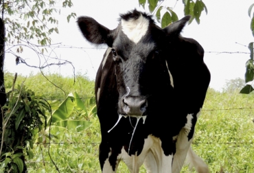 Cuando se aproxima el inicio del segundo ciclo de vacunación contra la aftosa, se hace un llamado para que en aquellos focos que se han detectado también se vacune contra la rabia. Foto: senasa.go.cr Rabia silvestre, bovinos, ICA, Huila, Meta, Putumayo, vampiros, vacunación, aftosa, murciélagos hematófagos, animales domésticos, humanos, muerte, zoonosis, Ganadería, ganadería colombia, noticias ganaderas colombia, CONtexto ganadero.