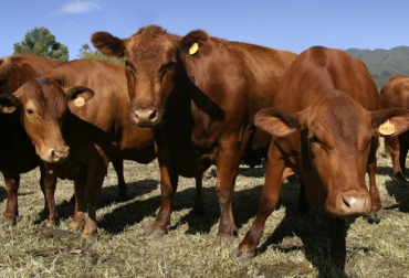 La raza angus ha mostrado sus bondades para ganadería de carne y por eso cada día hay más productores optando por este tipo de animales y sus cruces. Foto: Fedegán Angus, carne, cría, cruces, brahman, normando, ceba, engorde, leche, Simmental, nos tauris, adaptabilidad, rendimiento en canal, precocidad, madurez sexual, ganancia de peso, destete, Ganadería, ganadería colombia, noticias ganaderas colombia, CONtexto ganadero