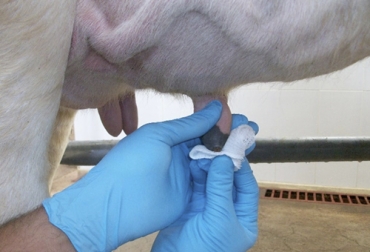 El experto asegura que el tratamiento de prevención de la mastitis no se puede hacer durante la lactancia. Foto: ganaderia.com Ganadería, ganadería colombia, noticias ganaderas, noticias ganaderas colombia, CONtexto ganadero, secado de la ubre, proceso de secado de la ubre, consecuencias del mal secado de la ubre, periodo del secado de la ubre, fases del secado de la ubre, mastitis, riesgos de mastitis