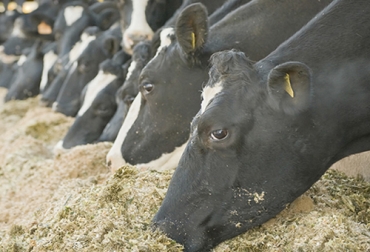 La adición de arcilla que los ganaderos hacían tradicionalmente ha resultado ser una buena forma para combatir la aflatoxicosis y la acidosis, así como aumentar la degradabilidad de alimentos. Foto: redmidia.com Arcilla ganado, arcilla vacas, importancia de los minerales en los animales, importancia de las sales minerales en los animales, requerimientos de sales minerales en bovinos, antagonismo en minerales para bovinos, minerales en rumiantes, suplementos minerales para animales, ejemplos sal mineral bovinos, exceso de minerales en bovinos, ganado bovino, ganadería bovina, Ganadería, ganadería colombia, noticias ganaderas, noticias ganaderas colombia, CONtexto ganadero, contextoganadero