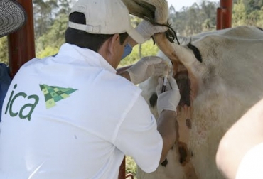 Para el experto tomar la muestra no tiene ciencia, pero que requiere de mucho cuidado. Foto: ica.gov.co Ganadería, ganadería colombia, noticias ganaderas, noticias ganaderas colombia, CONtexto ganadero, Brucelosis, Brucelosis Bovina, brucelosis bovina en Colombia, normatividad brucelosis bovina en colombia, dudas de brucelosis bovina, resultados pruebas de brucelosis bovina, diagnóstico de brucelosis bovina, efectos brucelosis bovina, pruebas de diagnóstico, muestras de diagnóstico de brucelosis bovina