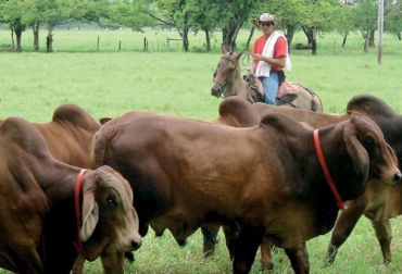El trabajador de una finca ganadera debe tener ciertos conocimientos básicos como temas de bienestar animal y manejo de la finca. Foto: Fedegán Bienestar Animal, Trabajadores, finca ganadera, puntos de fuga, puntos de balance, movimientos bruscos, instalaciones, signos de estrés, enfermedades, medicamentos, procedimientos sanitarios, nutrición, Ganadería, ganadería colombia, noticias ganaderas colombia, CONtexto ganadero