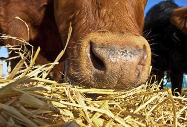 Un buen heno dbee contener mayor cantidad de hojas verdes, ya que los tallos son indigestibles para el ganado. Foto: ganaderia.com Ganadería, ganadería colombia, noticias ganaderas, noticias ganaderas colombia, CONtexto ganadero, Heno, henolaje, Suplementación Bovina, ensilaje, pacas de heno, fabricación heno, elaboración heno, materia seca heno, requerimientos heno, calidad del heno, calidad suplementación bovina, alternativa suplementación bovina