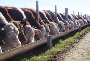 Los abscesos hepáticos ocurren como consecuencia de la acidosis ruminal con mayor prevalencia en ganados de corral. Foto: news.agrofy.com.ar Absceso hepático en bovinos, absceso hepático, absceso hepático tratamiento, absceso hepático pdf 2020, como se cura un absceso hepatico, absceso hepático en vacas, absceso hepático ganadería, acidosis ruminal, acidosis ruminal ganadería, ganaderos, ganaderos colombia, ganado, bovinos, ganado bovino, Ganadería, ganadería colombia, noticias ganaderas, noticias ganaderas colombia, CONtexto ganadero, contextoganadero