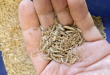 Para garantizar la rentabilidad de la pastura, se debe cuidar bien el lugar de almacenamiento de las semillas. Foto: mundoagropecuario.com Ganadería, ganadería colombia, noticias ganaderas, noticias ganaderas colombia, CONtexto ganadero, semillas, pasturas, cuidado de las pasturas, rentabilidad de las pasturas, cuidado de las semillas, recomendaciones compra de semillas, recomendaciones cuidados de semillas, almacenamiento de semillas, envio de muestras de semillas