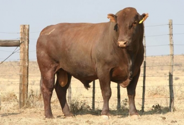 De acuerdo con el experto, cuando se trabaja con fertilización in vitro es muy importante que el ganadero analice el índice de producción del animal. Foto: bonsmaracolombia.com Ganadería, ganadería colombia, noticias ganaderas, noticias ganaderas colombia, CONtexto ganadero, biotecnología, biotecnología reproductiva en Colombia, embriones, para qué hacer embriones, mejoramiento genético, hacer crías, mejoramiento de productividad, reproductividad bovina, importancia de hacer embriones, donadoras, escogencia de donadoras, alquilar donadora, precio donadora, comprar donadora, toros, escogencia de toros, reproductividad del toro, como escoger un buen semental, como escoger un buen to