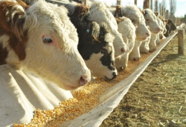 La mejor forma de suministrar maíz a los bovinos es luego de procesar el grano, a través de métodos que impliquen vapor, presión o calor. Foto: brookside-agra.com Límites suplementación maíz, ofrecer maíz al ganado bovino, maíz en vacas, maíz en terneros, maíz en ganado de carne, maíz en ganado de leche, maíz rolado, nutrientes maíz, aporte nutricional maíz, maíz rolado al vapor Colombia, maíz ganadería, maíz rolado bovinos, alimentación bovina, alimentación de vacas, alimentación vacas lecheras, maíz rolado vacas, aportes nutricionales maíz, ganado, bovinos, ganado bovino, Ganadería, ganadería colombia, noticias ganaderas, noticias ganaderas colombia, CONtexto ganad