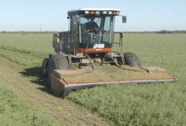 En el proceso de elaboración de henolaje, el productor debe tener claro que al cortar se genera u¡la muerte del tejido vegetal. Foto:on24.com.ar Ganadería, ganadería colombia, noticias ganaderas, noticias ganaderas colombia, CONtexto ganadero, henolaje, procesos de henolaje, Heno, conservación se alimentos, conservación, procesos henificación, ventajas del heno, beneficios del heno, heno en colombia, preparación del heno, calidad del heno, factores de calidad del heno, corte del heno, corte de especie para heno, crecimiento planta para heno, cantidad de forraje, cantidad de corte de forraje