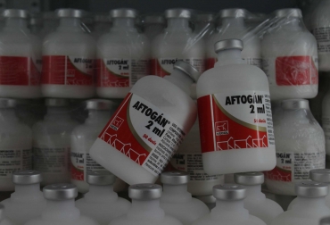 Aftogan 2ML de Vecol es uno de los biológicos que se aplican en el 80 % de los animales del país. Foto: Fegacesar. Ganadería, ganadería colombia, noticias ganaderas, noticias ganaderas colombia, CONtexto ganadero, Vecol, vecol colombia, aftogan 2ml vecol, Ciclo de Vacunación contra aftosa, vacunación contra aftosa en colombia, importancia del ciclo de vacunación