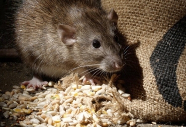 Una de las recomendaciones es controlar la presencia de roedores en las fincas más eliminarlos del todo, debido a que esto ocasionaría la llegada de otros animales. Foto: saneagro.com Ganadería, ganadería colombia, noticias ganaderas, noticias ganaderas colombia, CONtexto ganadero, roedores, control de roedores en finca, manejo de roedores en fincas, almacenamiento de insumos, bodegas de almacenamientos de insumos en fincas, recomendaciones almacenamiento de insumos en fincas