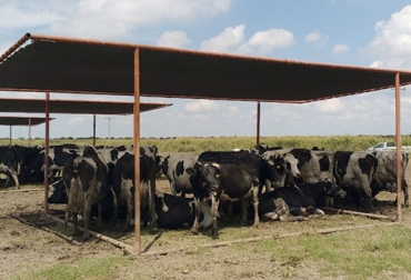 Cuando llegan las altas temperaturas el bienestar animal juega un papel importante porque unas adecuadas condiciones permiten que la productividad del ganado no se reduzca. Foto: infocampo.com.ar estrés, calor, altas temperaturas, nutrición, fertilidad, Bienestar Animal, consumo, rendimiento, humedad, viento, sombra, dietas fibrosas, Ganadería, ganadería colombia, noticias ganaderas colombia, CONtexto ganadero