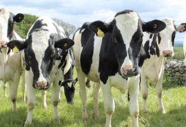 Un diagnóstico de gestación temprana es valioso para conocer posibles abortos y ahorrar gastos que son importantes para la finca. Foto: portalveterinaria.com lactaciones, curvas de producción, gestación temprana, diagnóstico, rentabilidad, empresa lechera, Inseminación, pérdidas, vacas vacías, Ganadería, ganadería colombia, noticias ganaderas colombia, CONtexto ganadero