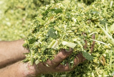 El experto asegura que la única limitación para suministrar ensilaje de maíz a las terneras está relacionada con el volumen de este alimento al momento de brindarlo a los animales. Foto: alltechspain.blogspot.com Ganadería, ganadería colombia, noticias ganaderas, noticias ganaderas colombia, CONtexto ganadero, ensilaje de maíz, ensilaje de maíz para terneras, suministro ensilaje de maíz en terneras, alimentación de terneras, qué se puede brindar de alimento a las terneras, heno para las terneras, cantidad de heno para las terneras