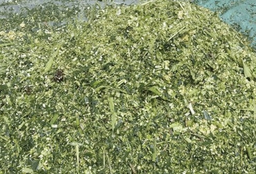 El maíz es un alimento importante para el ganado por su aporte de energía y proteína y por eso es importante que el ganadero sepa hacer ensilaje con este cereal para la temporada seca. Foto: facebook.com/Ensilaje-de-MAIZ-Pereira maíz, Silo, explotación pecuaria, energia, leche, carne, alimentación, tracto digestivo, cosecha, preparación de suelosganadería, ganadería colombia, noticias ganaderas colombia, CONtexto ganadero