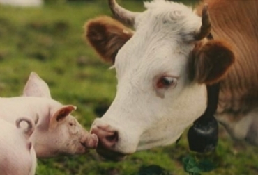 Según la FAO, la producción ganadera en los países de bajos ingresos podría disminuir hasta en un 11 por ciento para 2050, debido a la resistencia a los antimicrobianos. Foto: FAO antimicrobianos, resistencia antimicrobiana, FAO, superbacterias, ganadería, ganadería Colombia, noticias ganaderas, noticias ganaderas Colombia, CONtexto ganadero