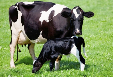 Uno de los indicadores que el productor debe realizar en sus animales es el control lechero. Foto: agroempresario.com.ar Ganadería, ganadería colombia, noticias ganaderas, noticias ganaderas colombia, CONtexto ganadero, infertilidad vacas, infertilidad vacas lecheras, indicadores de infertilidad, indicadores de infertilidad vacas lecheras, indicadores de infertilidad vacas de carne, problemas de infertilidad en vacas