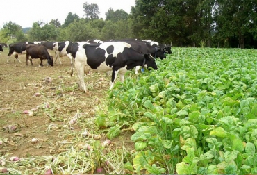 El forraje de buena calidad y en una cantidad adecuada, contribuye a una mejora en la productividad del hato. Foto: Peruláctea Forrajes, productividad, INTA, ganadería de cría, pastos, calidad, pastura, monitoreo, toma de decisiones, pastoreo, fotosíntesis, eficiencia, disponibilidad forrajera, Ganadería, ganadería colombia, noticias ganaderas colombia, CONtexto ganadero