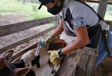 “Exitosos resultados de la primera semana del ciclo de vacunación, demuestran la consolidada cultura sanitaria de los ganaderos”, sostuvo. Foto Deyanira Barrero: Fedegan-FNG. Ciclo contra aftosa marcha exitosamente y ha vacunado 2,8 millones de bovinos, Córdoba, Boyacá, Nariño y Cesar, primeros lugares de aplicación, fuerte invierno, II ciclo de vacunación, complejas circunstancias, cultura sanitaria, defender, conservar estatus sanitario, campaña de inmunización, inmunización, brucelosis, rabia, noticias de ganadería colombiana, CONtexto ganadero.