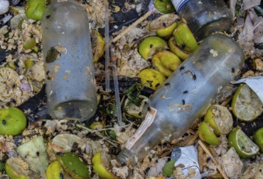 El área donde se sirve el alimento o donde se depositan desechos son dos fuentes importantes de proliferación de moscas en ganadería. Foto: scoopnest.com Fuentes de moscas en ganadería, Identificación y manejo de moscas, moscas ganadería, control moscas, control parásitos, áreas de donde salen las moscas, sitios de reproducción de las moscas, control moscas ganadería, ganaderos, ganaderos colombia, ganado, bovinos, ganado bovino, Ganadería, ganadería colombia, noticias ganaderas, noticias ganaderas colombia, CONtexto ganadero, contextoganadero