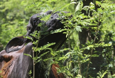 A través de las distintas redes sociales de Fedegán, usted tendrá la oportunidad de participar en el 38° Congreso Nacional de Ganaderos. Foto: Ganaderia Colombiana Sostenible Ganadería, ganadería colombia, noticias ganaderas, noticias ganaderas colombia, CONtexto ganadero, Congreso Nacional de Ganaderos, 38 congreso nacional de ganaderos, congreso nacional de ganaderos virtual, inscripción congreso nacional de ganaderos, paneles congreso nacional de ganaderos, expertos internacionales congreso nacional de ganaderos, conversatorios congreso nacional de ganaderos