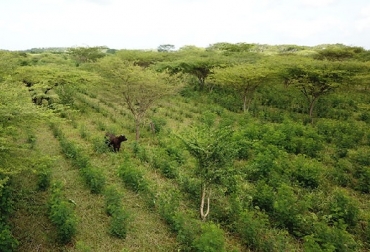 Con la CGSESSP se busca dinamizar los mercados verdes de carne y leche, generar empleo formal y contribuir a la reactivación económica del país. Foto: GCS acciones de mitigación y adaptación para el cambio climático, transformación del uso del suelo; redes de conocimiento, cadenas de valor, mercados verdes, dinamizar los mercados verdes de carne y leche, generar empleo formal,