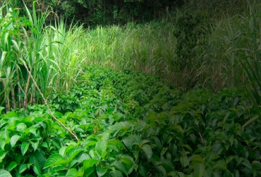 Los bancos mixtos de forraje son aquellos donde se combinan tanto forrajes proteicos como energéticos. Foto: ganaderiacolombianasostenible.co Ganadería, ganadería colombia, noticias ganaderas, noticias ganaderas colombia, CONtexto ganadero, Bancos Mixtos de Forrajes, qué son los bancos mixtos de forrajes, especies más usadas en bancos mixtos de forrajes, Sistemas Silvopastoriles Intensivos, Sistemas silvopastoriles, morera, mataratón, leucaena, caña de azúcar, bore, ramio, botón de oro, nacedero, tilo