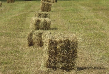 Para el experto, uno de los objetivos de la conservación es que se limite la presentación de procesos de fermentación. Foto: Fedegán - SENA ganadería, ganadería colombia, noticias ganaderas, noticias ganaderas colombia, contexto ganadero, henolaje, procesos de henolaje, heno, conservación se alimentos, conservación, procesos henificación, ventajas del heno, beneficios del heno, heno en colombia, preparación del heno